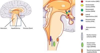 Is the Brain a Key Player in Glucose Regulation and Development of Type 2 Diabetes?